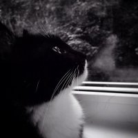 его высочество Diego Murlusconi, ну или просто козла кусок