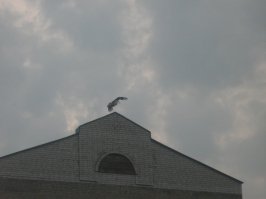 Мозырь, июль 2010 года, 10 метров от центральной автостанции. Это только птенцы: родителям приходилось ночевать на близлежащей крыше.