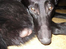 19. А этот парень отдыхает и ждет хозяина, чтобы пойти ДО КОНЦА