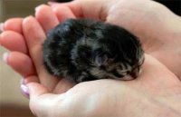 Но тепло и массаж – это не все лечебные факторы, за счет которых кошка способна лечить. Замечали ли вы, что когда кошка ложится на больное место у человека, она начинает мурчать? Ученые выяснили, что мурчание (мурлыкание) кошки и оказывает успокаивающее влияние на эмоциональное состояние человека, он снимает боль и активирует иммунитет. Мурчание обыкновенной домашней кошки – это слабые механические колебания с собственной частотой от 22 до 44 герц. Полный диапазон мурчания кошачьих составляет от 20 до 150 Гц. Возможные частоты Ученые из Института фауны в Северной Каролине пришли к выводу, что слабые механические колебания в данном диапазоне частот, могут ускорять регенерацию клеток. Поэтому, когда кошки получают травмы, они отлеживаются и постоянно при этом мурчат.