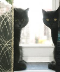 Мои Питомцы