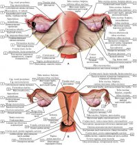 Слишком много фотографий в ответе на вопрос о пути к успеху. Достаточно одного рисунка.