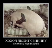 хохлы