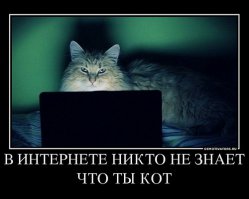 17 котов в свой первый рабочий день 