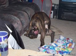 17 собак, познакомившихся с гравитацией не лучшим образом