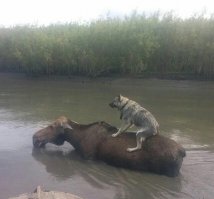Чем занимаются собаки, когда хозяев нет дома