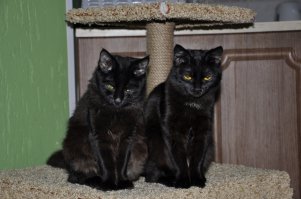 Муська и Мурка.