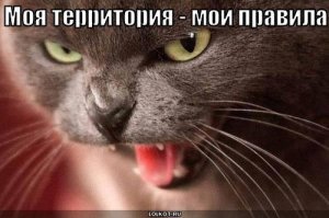 Крокодил против внедорожника