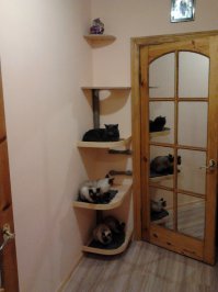 куплена 1, остальные с улицы подобраны за 12 лет. Вот тот слоненок серый - самый маленький, 2г всего :)