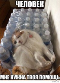 По стопам Винни-Пуха: 16 застрявших зверя