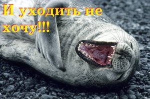 20 животных, которые ведут себя совсем как я