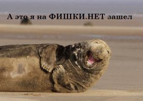 20 животных, которые ведут себя совсем как я