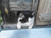 Михалыч и Джим