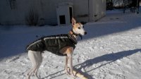 Михалыч и Джим