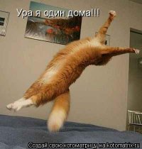 Чем занимаются собаки, когда хозяев нет дома