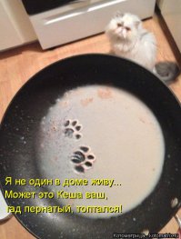 Чем занимаются собаки, когда хозяев нет дома