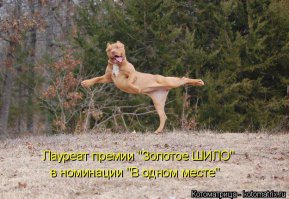 21 собака, увлечённо занимающаяся балетом