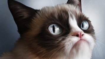 Что бы было, если бы вместо букета, невесты бросали котов