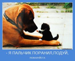 20 животных, которые ведут себя совсем как я