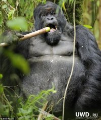 Да вроде норм)))