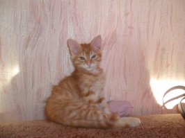 Это наш Степан ("ласковое" от папы - Бандера!). Сфотографированный в минуту редкого покоя - отвоевал свёрнутые носки и отдыхает.