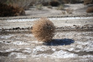 Перекати-поле