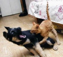 21 фото животных, которые ведут себя как девушки и наоборот