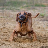 21 фото животных, которые ведут себя как девушки и наоборот