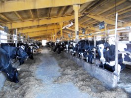 Я видел не далее как пару недель назад в Ленинградской области, в которой животноводство вообще на нуле.