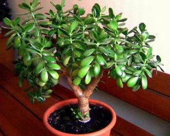 вот такое дома