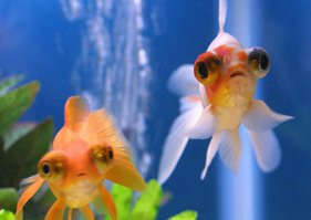 Ну хорошо что ВЫглянуть, а не ЗАглянуть в наши окна ))))