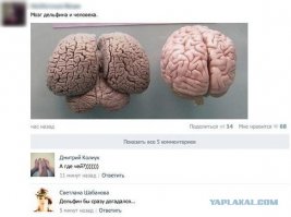 Почему дельфины спасают тонущих людей