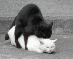 21 фото животных, которые ведут себя как девушки и наоборот