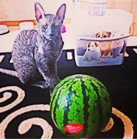 Что за крыжовник ты принесла?
 Моё.