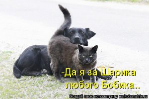 Как кошка с собакой. Часть 1