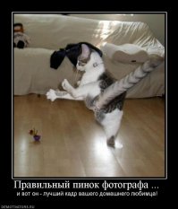 21 фото животных, которые ведут себя как девушки и наоборот