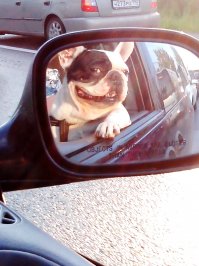 50 собак, обожающих поездки на машине