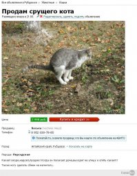 Веселое объявление о продаже попугая
