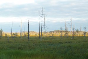Повидал. И деревья на болотах растут (умирают). Это болото "Дикое" дальше, в 5 километрах озеро. Там ЗК окуня добывали. Зоны брошенные вокруг.