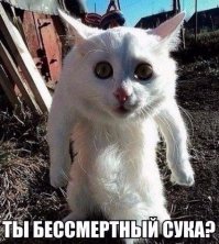 Этого кота лучше не злить