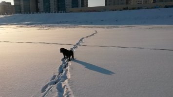 Лайма, вода ее стихия, палки, мячики и все что движется))