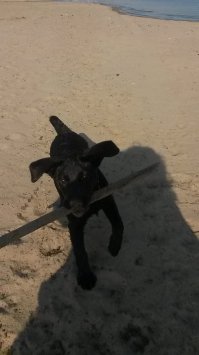 Лайма, вода ее стихия, палки, мячики и все что движется))