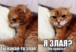 20 животных, которые ведут себя совсем как я