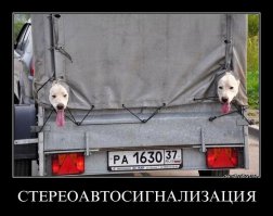 50 собак, обожающих поездки на машине