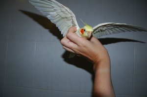 Егор, моя тоже шипит сослепу, когда не узнает в темноте,  или от неожиданности) И "орла" показывает, что интересно, мы так и называли это - "Монтана" :) 
И орет над настроение, терпеть не может, когда кто-то повышает голос. Ненавидит песни Димы Маликова, старается переорать)))