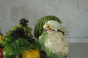 Какое счастье, что у меня 12 лет живет корелла, подобранная на улице. Милейшая птица)