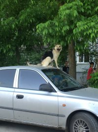 СОБАКА НАХУНДАЕЗАВИСАКА