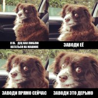 50 собак, обожающих поездки на машине
