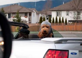 Серьёзный, стройный, энергичный,
Блондин, четыре лапы, хвост,
В Москве есть особняк кирпичный,
Наметился карьерный рост,
(Хозяин покупает дачу!).
Чтоб вместе лаять на луну
Себе я в конуру собачью
Ищу красивую жену.