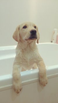 22 причины, почему лабрадоры самые милые существа на свете